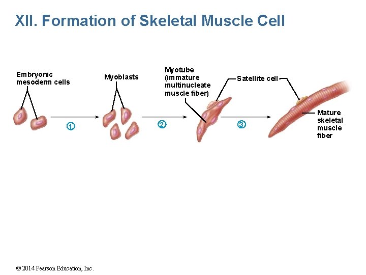 XII. Formation of Skeletal Muscle Cell Embryonic mesoderm cells 1 © 2014 Pearson Education,