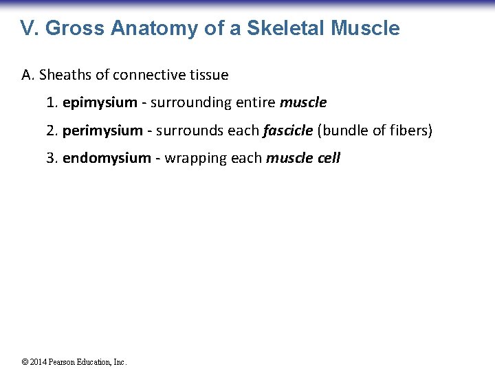 V. Gross Anatomy of a Skeletal Muscle A. Sheaths of connective tissue 1. epimysium