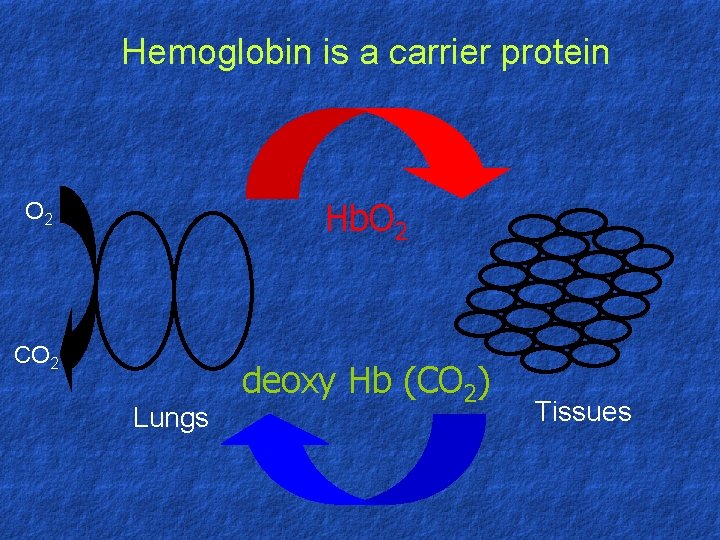 Hemoglobin is a carrier protein Hb. O 2 CO 2 Lungs deoxy Hb (CO