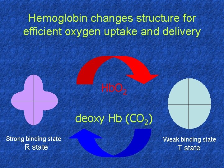 Hemoglobin changes structure for efficient oxygen uptake and delivery Hb. O 2 deoxy Hb