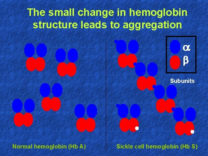 The small change in hemoglobin structure leads to aggregation b Subunits Normal hemoglobin (Hb