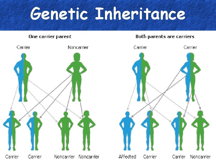 Genetic Inheritance 