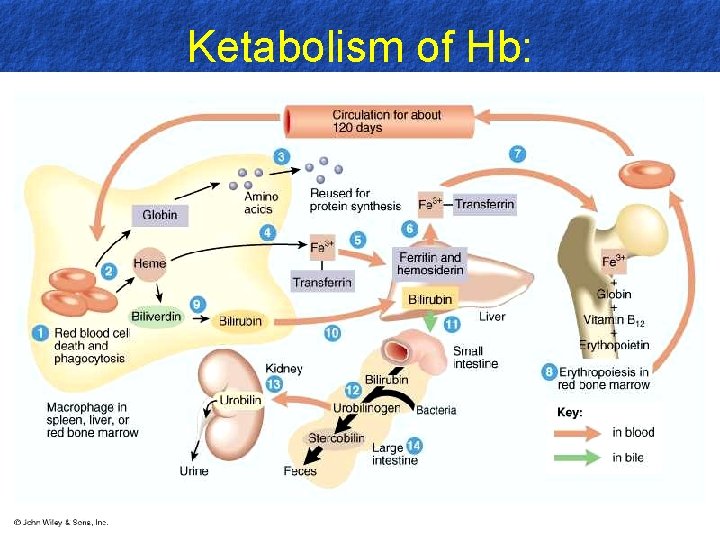 Ketabolism of Hb: 