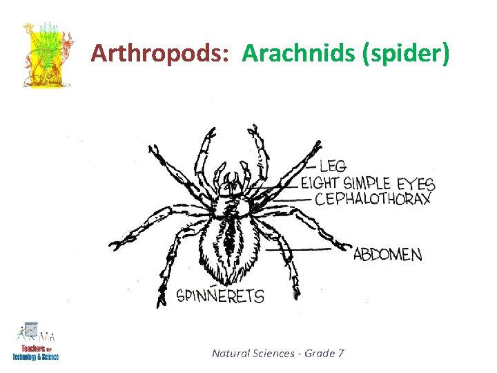 Arthropods: Arachnids (spider) Natural Sciences - Grade 7 