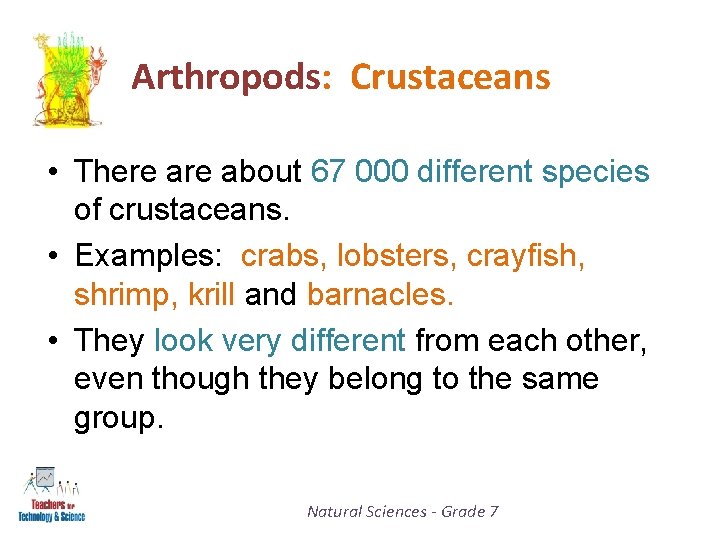 Arthropods: Crustaceans • There about 67 000 different species of crustaceans. • Examples: crabs,