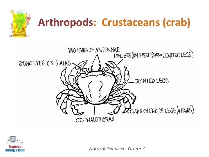 Arthropods: Crustaceans (crab) Natural Sciences - Grade 7 