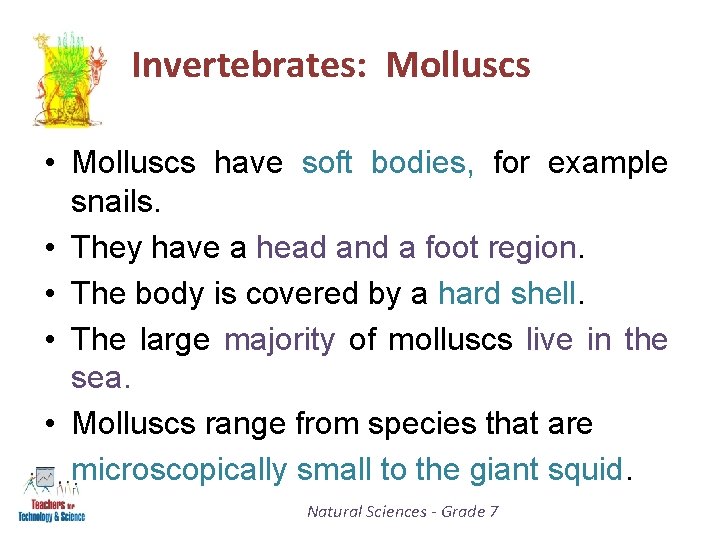 Invertebrates: Molluscs • Molluscs have soft bodies, for example snails. • They have a