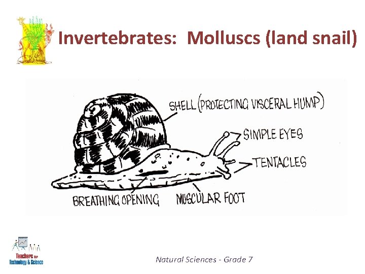 Invertebrates: Molluscs (land snail) Natural Sciences - Grade 7 