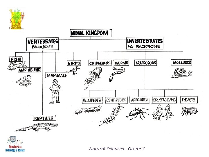 Natural Sciences - Grade 7 