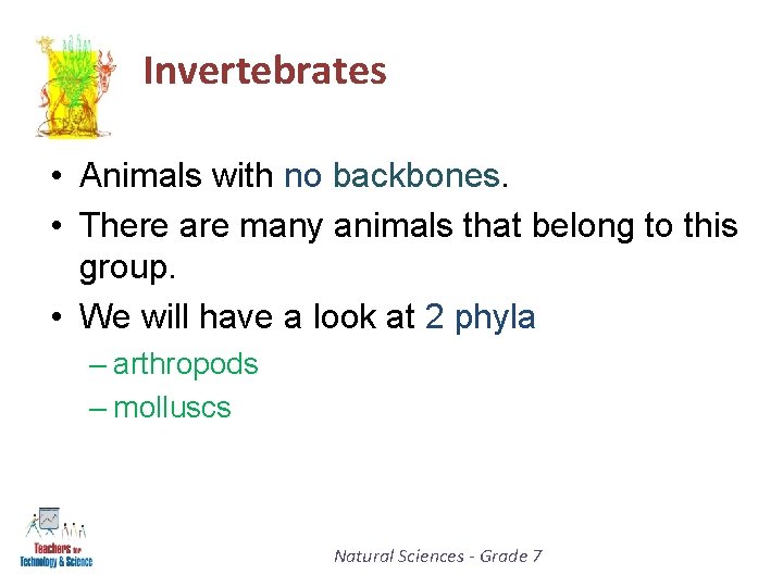 Invertebrates • Animals with no backbones. • There are many animals that belong to