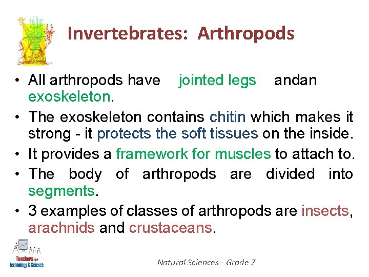 Invertebrates: Arthropods • All arthropods have jointed legs andan exoskeleton. • The exoskeleton contains