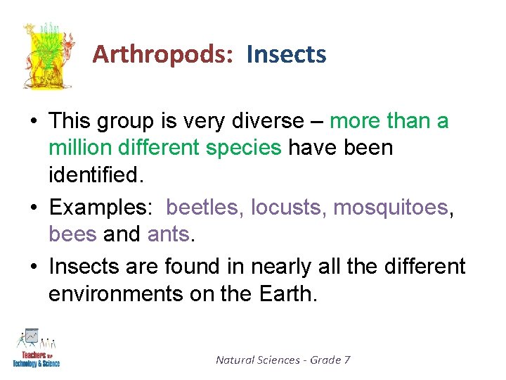 Arthropods: Insects • This group is very diverse – more than a million different
