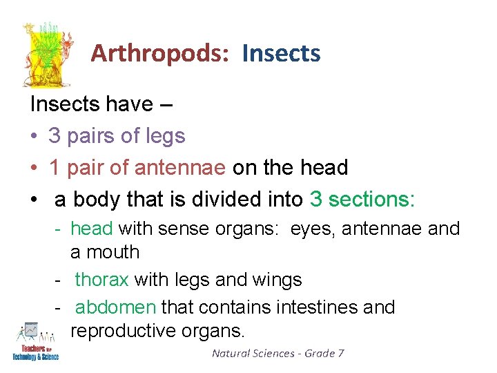 Arthropods: Insects have – • 3 pairs of legs • 1 pair of antennae