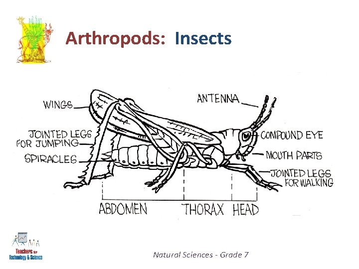 Arthropods: Insects Natural Sciences - Grade 7 