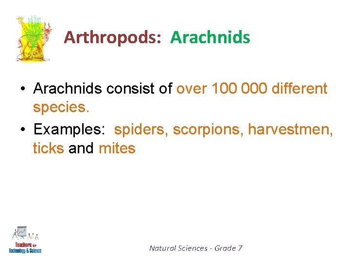 Arthropods: Arachnids • Arachnids consist of over 100 000 different species. • Examples: spiders,