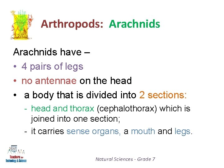 Arthropods: Arachnids have – • 4 pairs of legs • no antennae on the