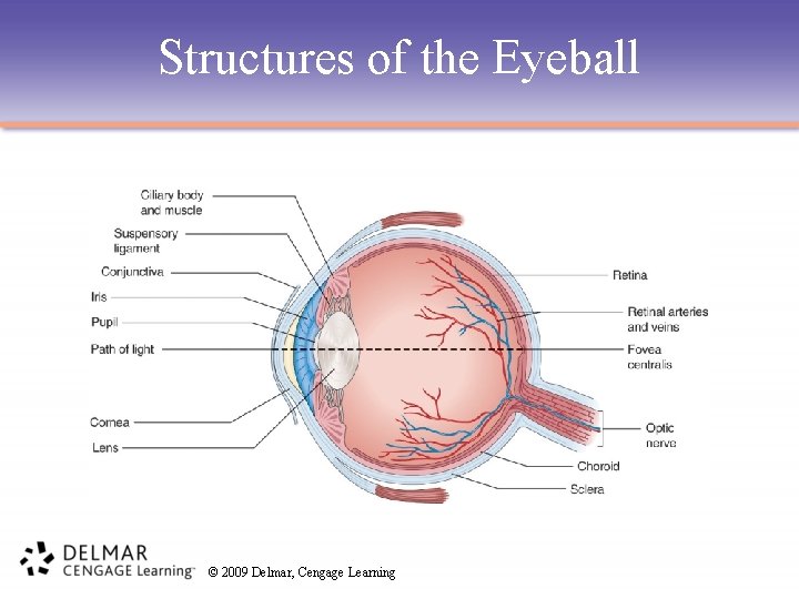 Structures of the Eyeball © 2009 Delmar, Cengage Learning 