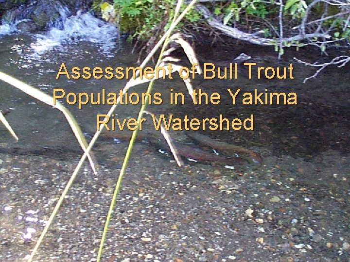 Assessment of Bull Trout Populations in the Yakima River Watershed 