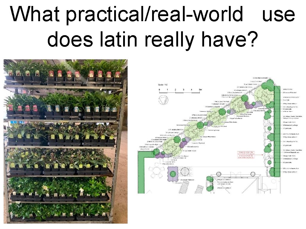 What practical/real-world use does latin really have? 
