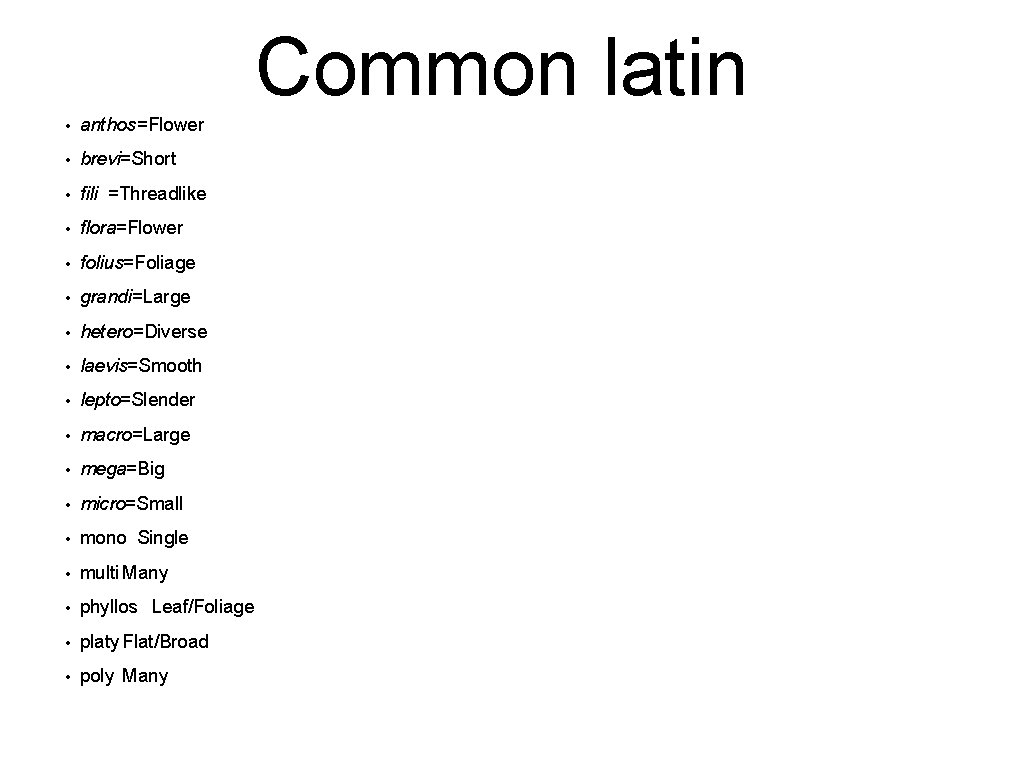 Common latin • anthos=Flower • brevi=Short • fili =Threadlike • flora=Flower • folius=Foliage •