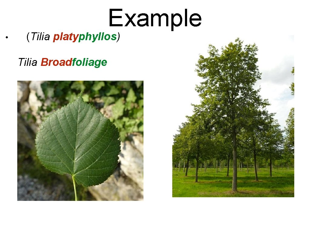 Example • (Tilia platyphyllos) Tilia Broadfoliage 