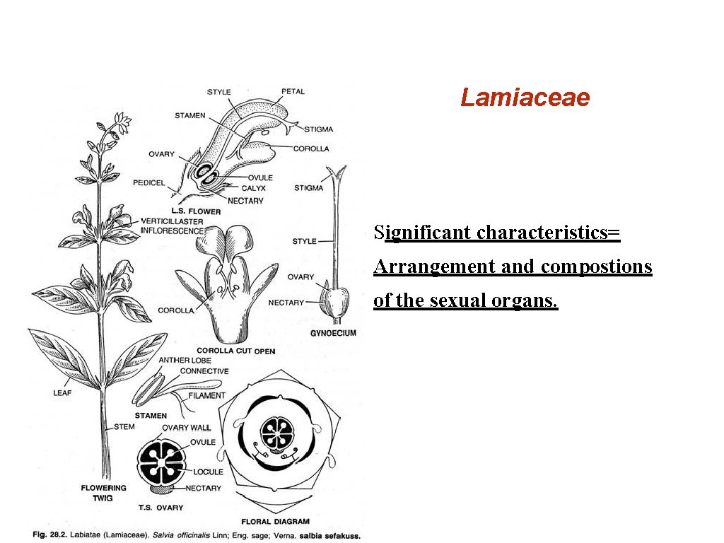 Lamiaceae Significant characteristics= Arrangement and compostions of the sexual organs. 