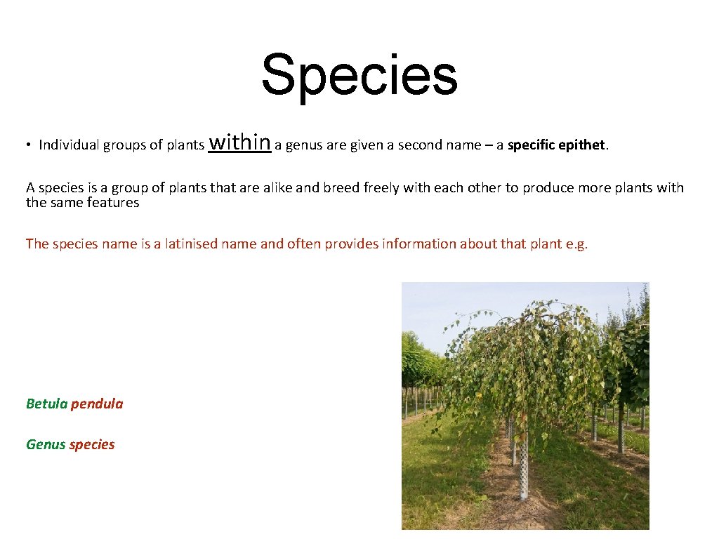 Species • Individual groups of plants within a genus are given a second name