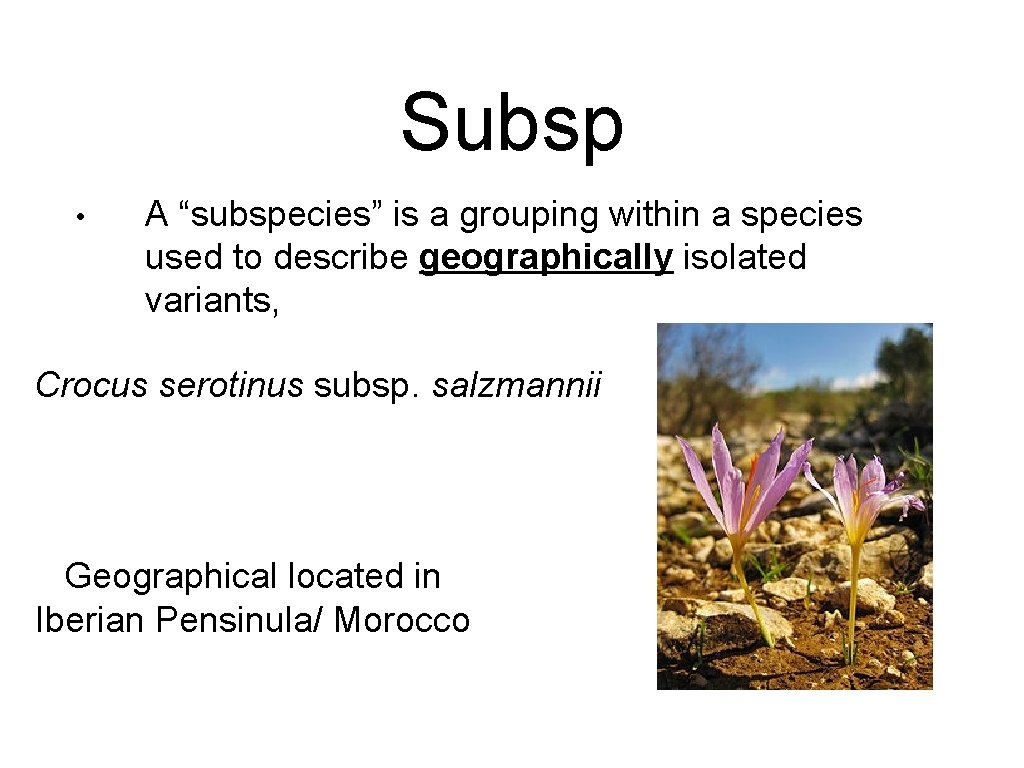 Subsp • A “subspecies” is a grouping within a species used to describe geographically