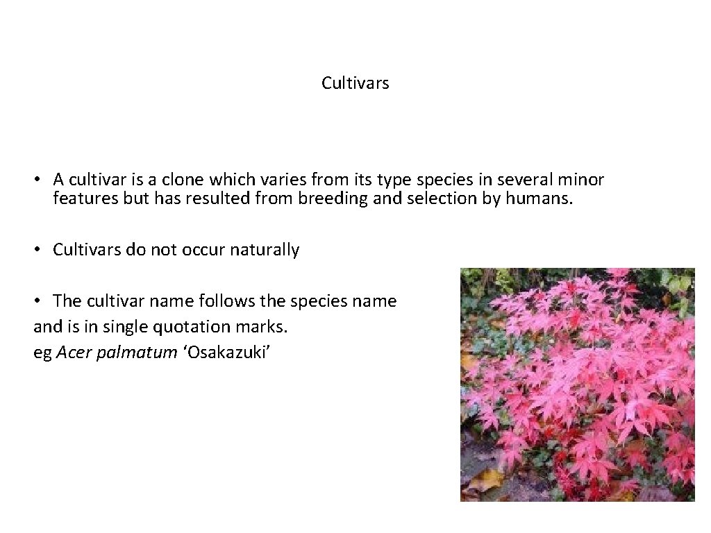 Cultivars • A cultivar is a clone which varies from its type species in