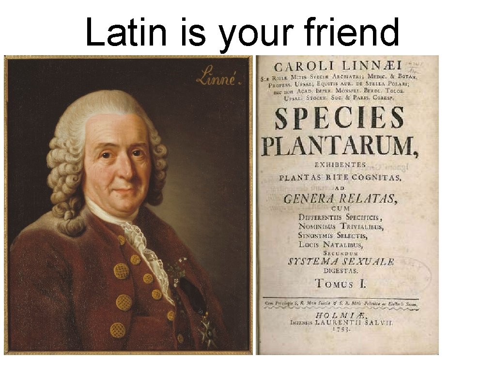 Latin is your friend 