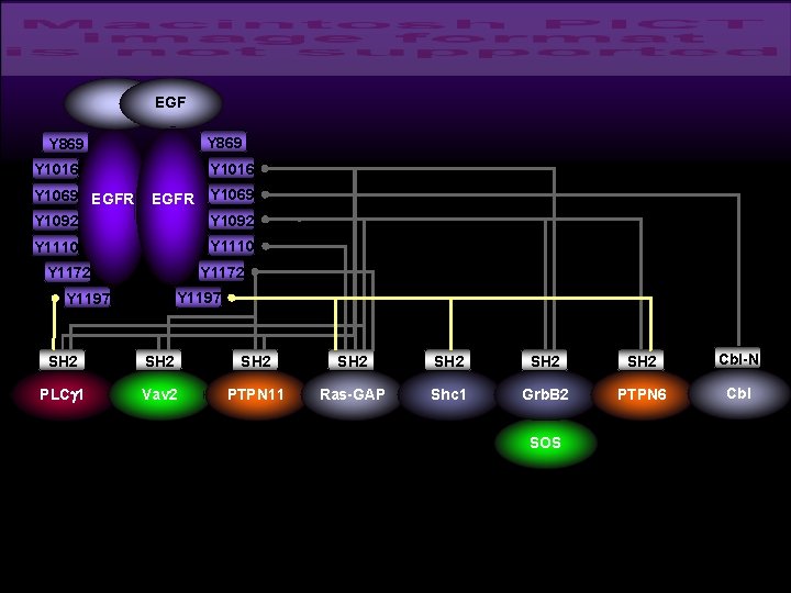 EGF Y 869 Y 1016 Y 1069 EGFR Y 1092 Y 1069 Y 1110