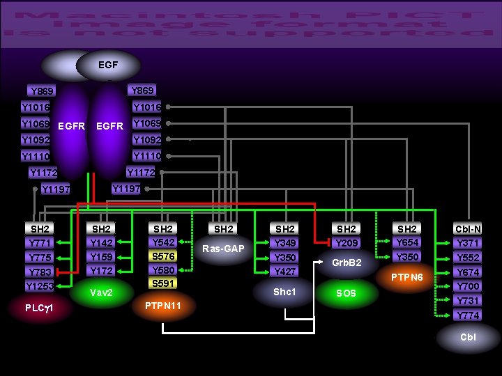 EGF Y 869 Y 1016 Y 1069 EGFR Y 1092 Y 1069 Y 1110