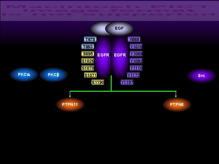 EGF T 678 Y 869 Y 1016 T 693 S 695 PKCa PKCb EGFR