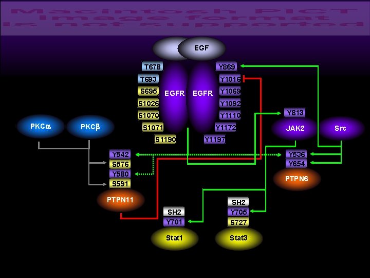 EGF Y 869 T 678 Y 1016 T 693 S 695 PKCa PKCb EGFR