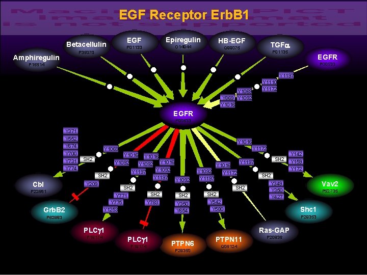 EGF Receptor Erb. B 1 HB-EGF O 14944 P 01133 P 35070 Amphiregulin Epiregulin