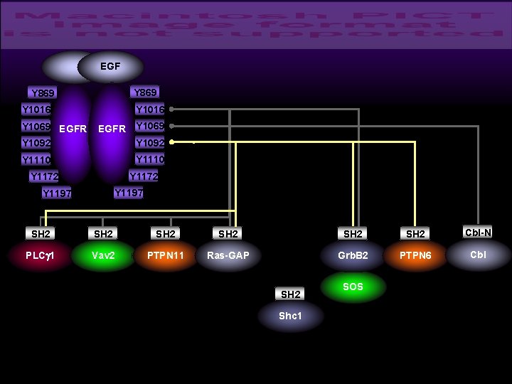 EGF Y 869 Y 1016 Y 1069 EGFR Y 1092 Y 1069 Y 1110