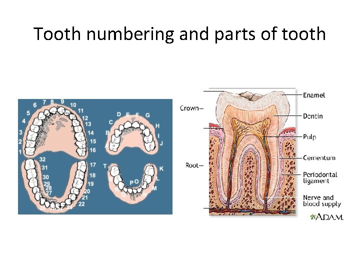 Tooth numbering and parts of tooth 