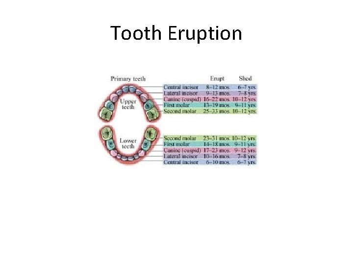 Tooth Eruption 