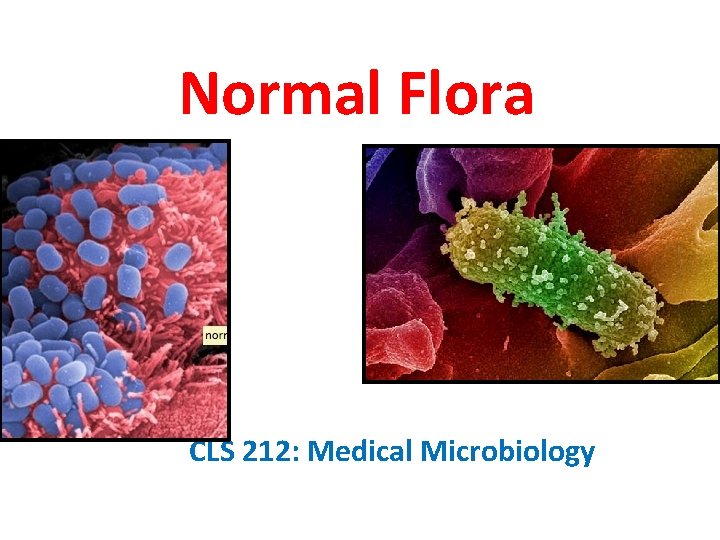 Normal Flora CLS 212: Medical Microbiology 