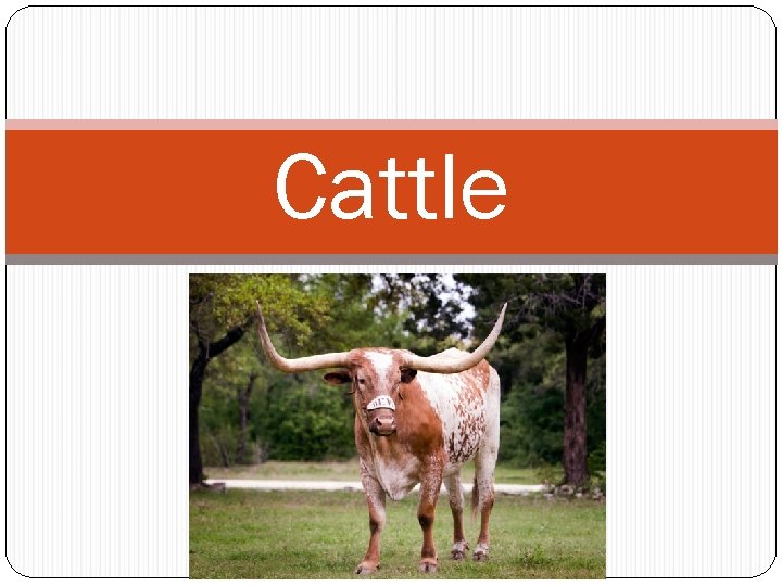 Cattle 