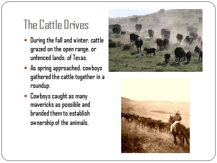 The Cattle Drives During the fall and winter, cattle grazed on the open range,