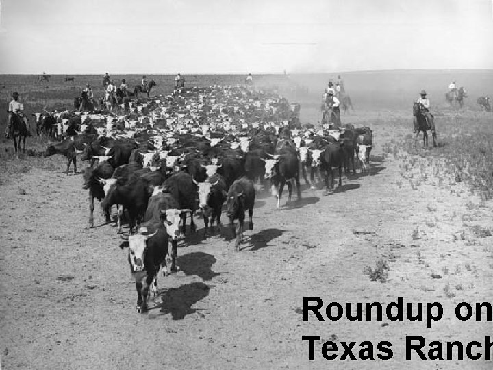 Roundup on Texas Ranch 