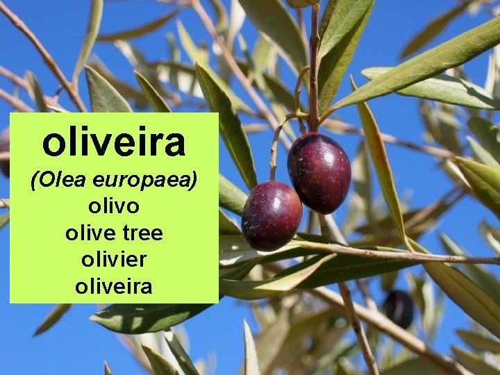 oliveira (Olea europaea) olivo olive tree olivier oliveira 