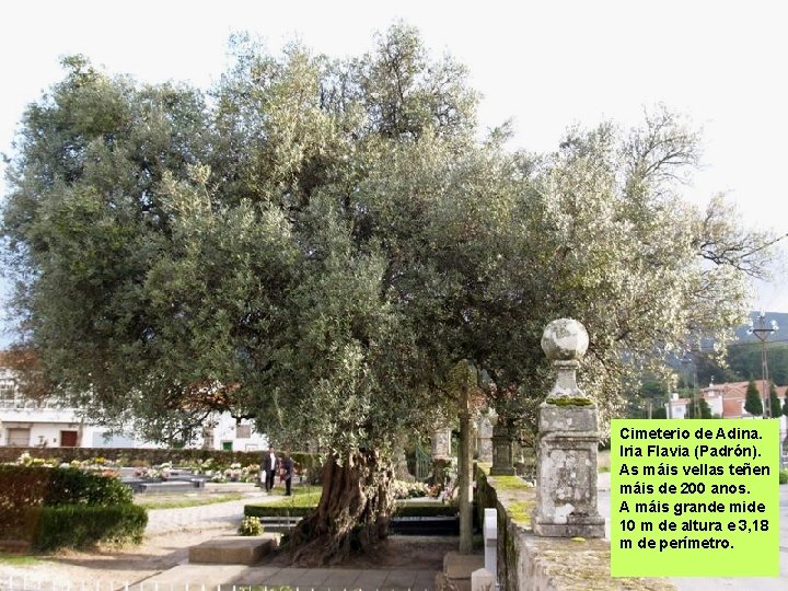 Cimeterio de Adina. Iria Flavia (Padrón). As máis vellas teñen máis de 200 anos.