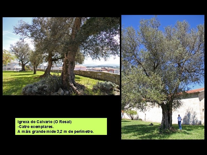 Igrexa do Calvario (O Rosal) -Catro exemplares. A máis grande mide 3, 2 m