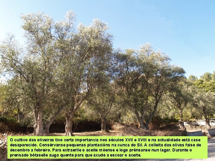 O cultivo das oliveiras tivo certa importancia nos séculos XVII e XVIII e na