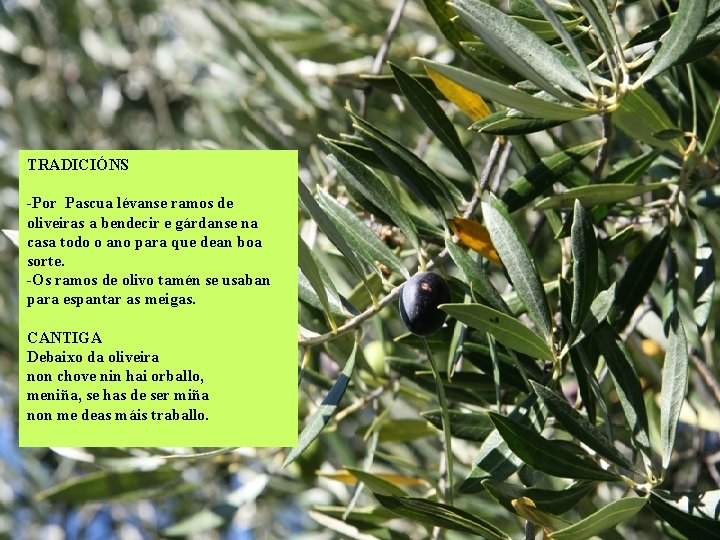 TRADICIÓNS -Por Pascua lévanse ramos de oliveiras a bendecir e gárdanse na casa todo