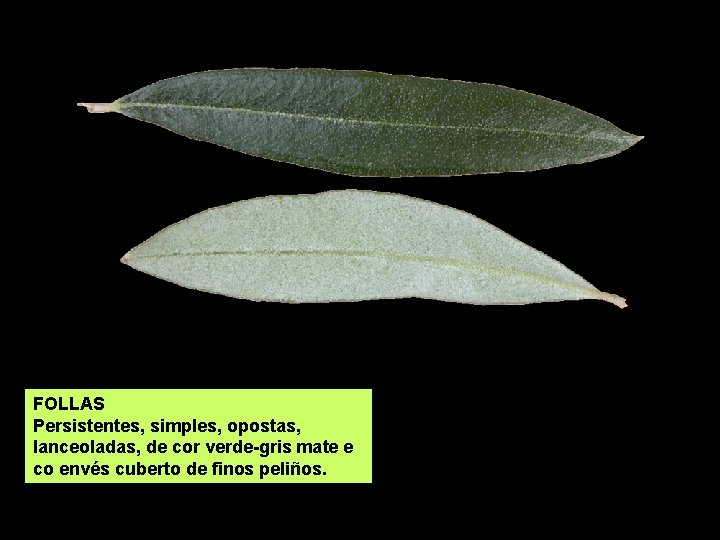 FOLLAS Persistentes, simples, opostas, lanceoladas, de cor verde-gris mate e co envés cuberto de