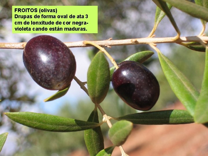 FROITOS (olivas) Drupas de forma oval de ata 3 cm de lonxitude de cor