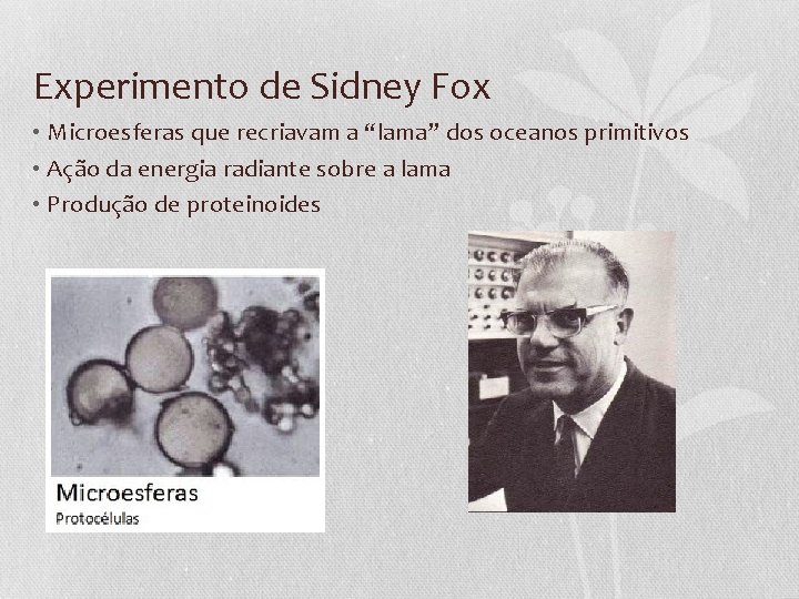 Experimento de Sidney Fox • Microesferas que recriavam a “lama” dos oceanos primitivos •